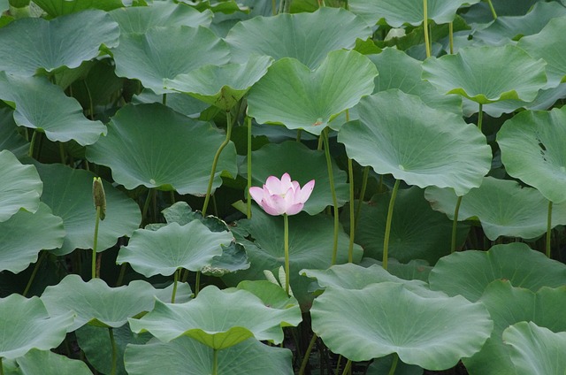 Image illustrating the verb Bringing around