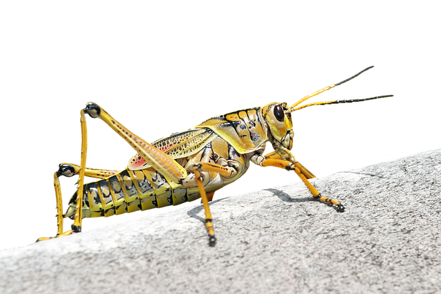 Image illustrating the verb Cutting Short