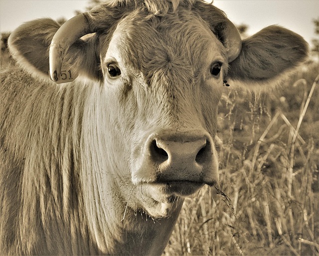 Image illustrating the verb growing-into