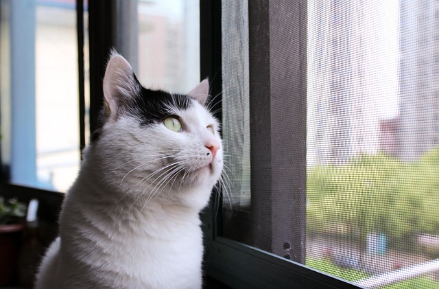 Image illustrating the verb Looking into