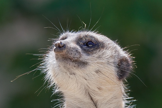 Image illustrating the verb Looking out