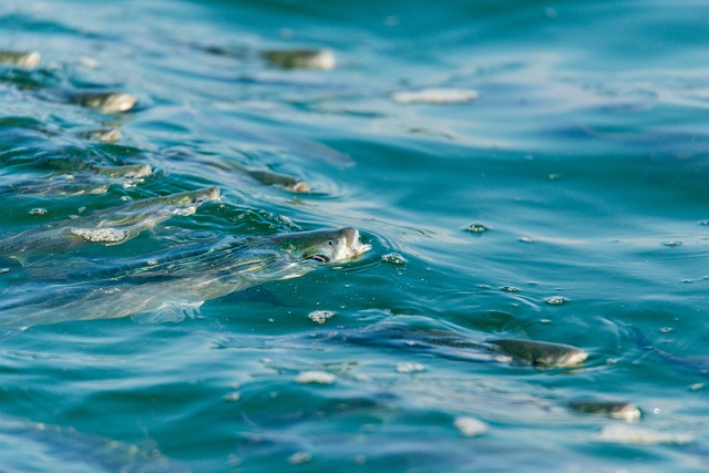 Image illustrating the verb Moving Along