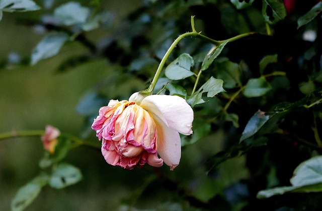 Image illustrating the verb Passing Away