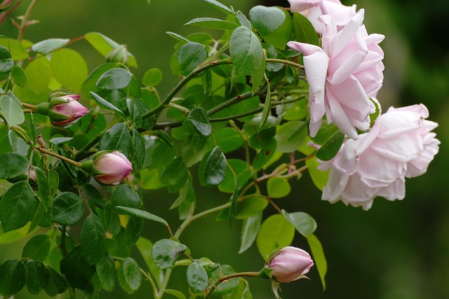 Image illustrating the verb Perk Up