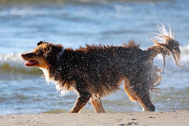 Image illustrating the verb shaking off