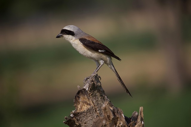 Image illustrating the verb shrinking back